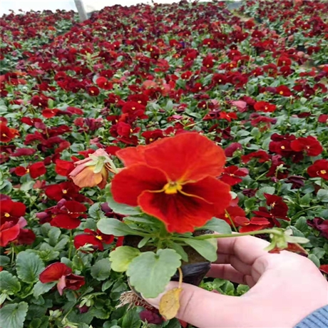 花苗批发 三色堇苗 青州时令草花 易成活