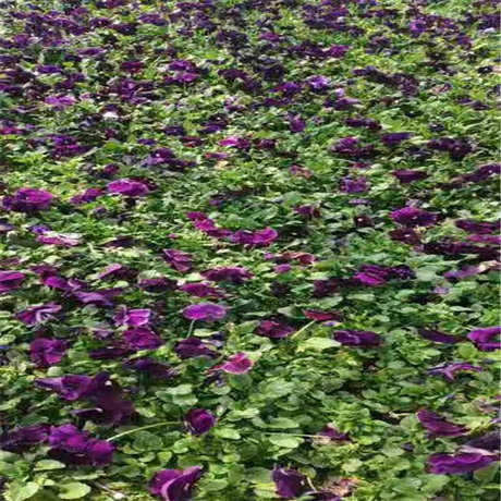 花苗批发 三色堇价格 山东宿根草花 常作二年生栽培