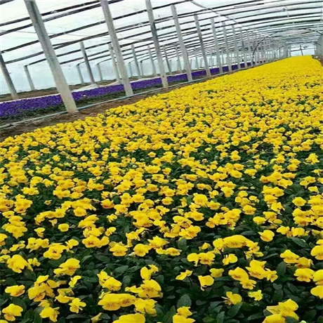 花苗批发 三色堇批发 山东宿根草花 易成活