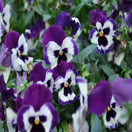 花苗批发 三色堇批发 双色盆三色堇 早春花卉