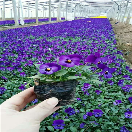 花苗批发 三色堇价格 青州三色堇 常作二年生栽培
