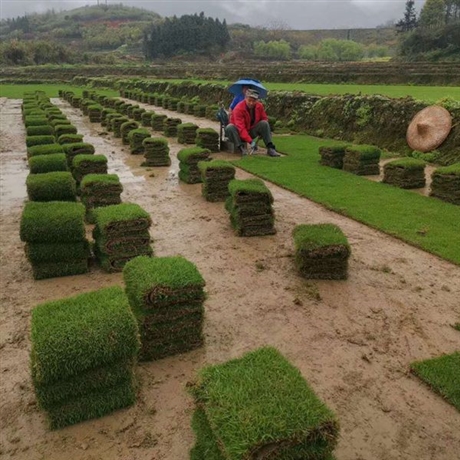 马尼拉草皮种植技术 草皮基地电话 欢迎定制