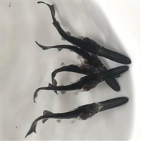 鸭嘴鱼苗 长期供应大庆鸭嘴鱼苗 鸭嘴鱼苗， 豪情水产