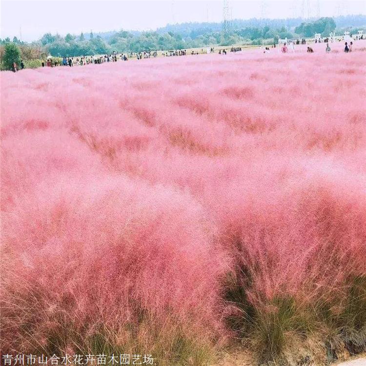 粉黛乱子草苗 粉黛乱子草小苗 山合水花卉 用于组团种植