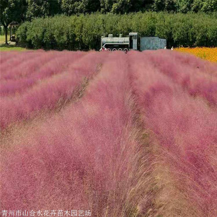 粉黛乱子草苗 粉黛乱子草小苗 山合水花卉 用于组团种植