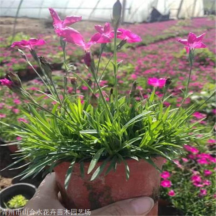 賀州歐石竹現(xiàn)貨銷售 山東山合水歐石竹花苗
