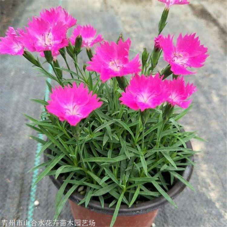 清遠(yuǎn)歐石竹批發(fā)價(jià)格 山東山合水歐石竹花苗