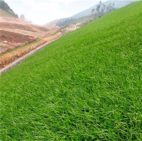 进口高羊茅草坪种子四季青草种绿化护坡草籽耐寒耐践踏量大优