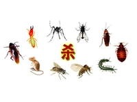 崇州灭飞蚂蚁公司、崇州灭黑蚂蚁公司、崇州白蚁防治中心