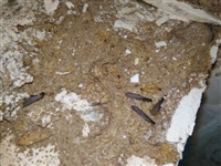 郫县灭飞蚂蚁公司、郫县灭黑蚂蚁公司、郫县白蚁防治公司