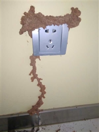 金堂灭飞蚂蚁公司、金堂白蚁防治公司、金堂白蚁防治中心