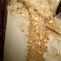 眉山灭飞蚂蚁、眉山灭黑蚂蚁、眉山灭蚂蚁公司