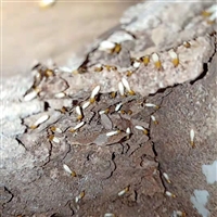 青白江灭飞蚂蚁公司、青白江灭黑蚂蚁公司、青白江白蚁防治公司