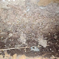 新都灭飞蚂蚁公司、新都灭黑蚂蚁、新都白蚁防治公司