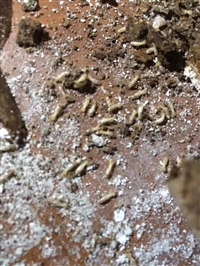 简阳灭白蚁公司、简阳灭蚂蚁公司、简阳白蚁防治公司