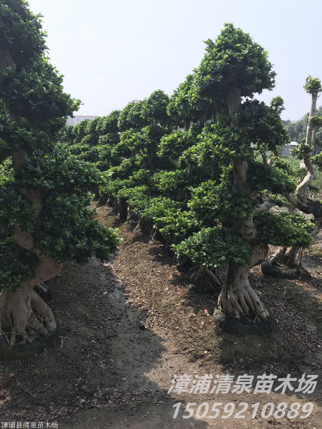 造型小叶榕沙西原产地