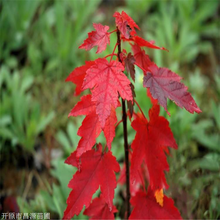 昌源苗圃美國紅楓十月光輝北美紅楓落葉大喬木