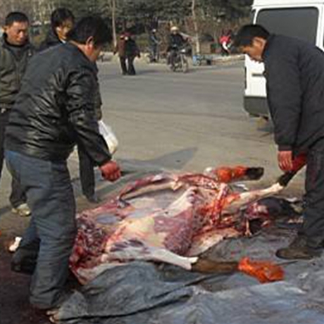 常年出貨 驢肉功效作用 豐源食品