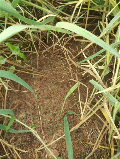 抗冲生物毯植草毯