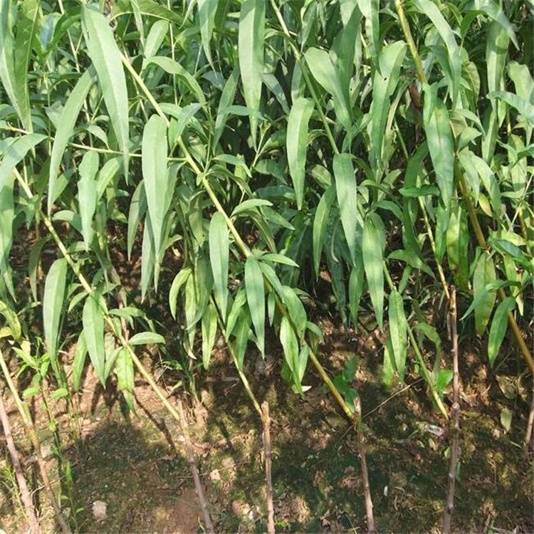 3,看桃树苗的纯度问题,选购桃树苗的时候要注意选择苗木均匀的而壮实.