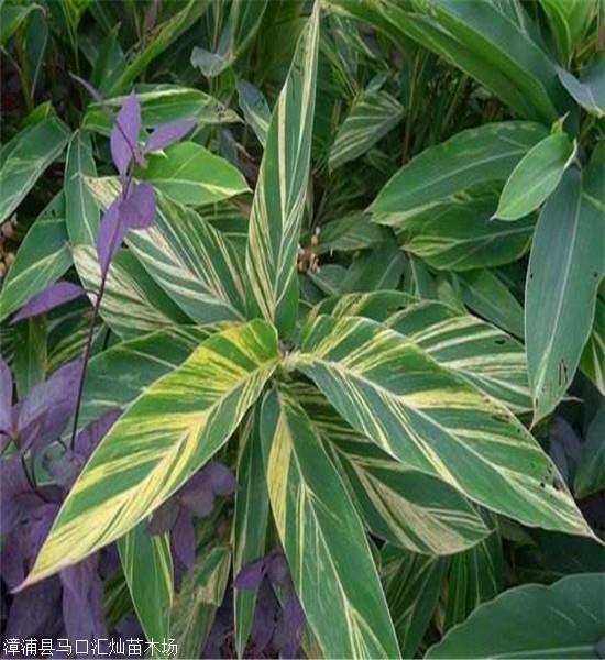 花葉良姜價格北京各種規格都有基地直銷