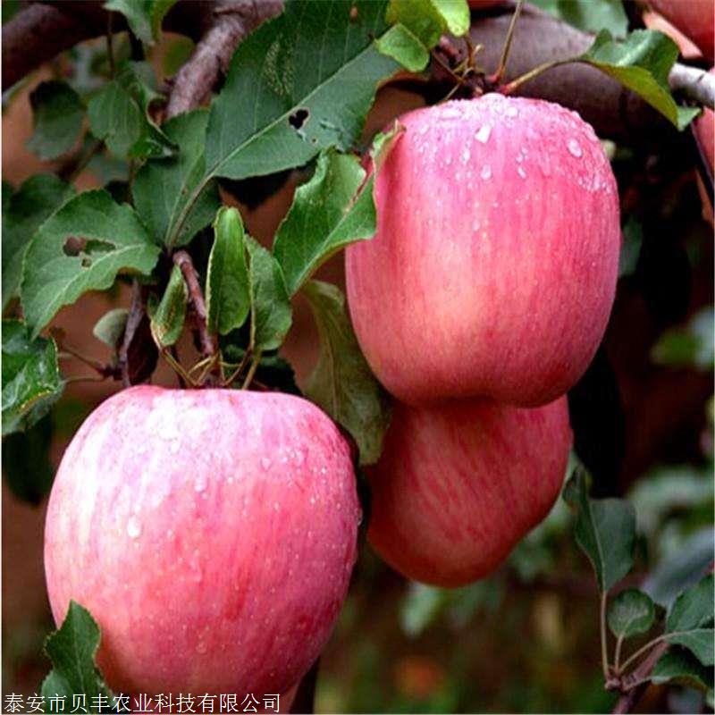 泰安维纳斯黄金苹果树苗苗