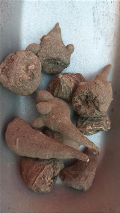 生附子的价格产地