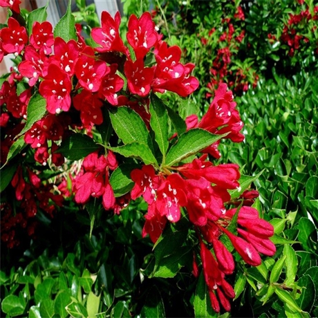 丹东市红花忍冬苗蓝叶忍冬球落叶灌木艺城苗圃