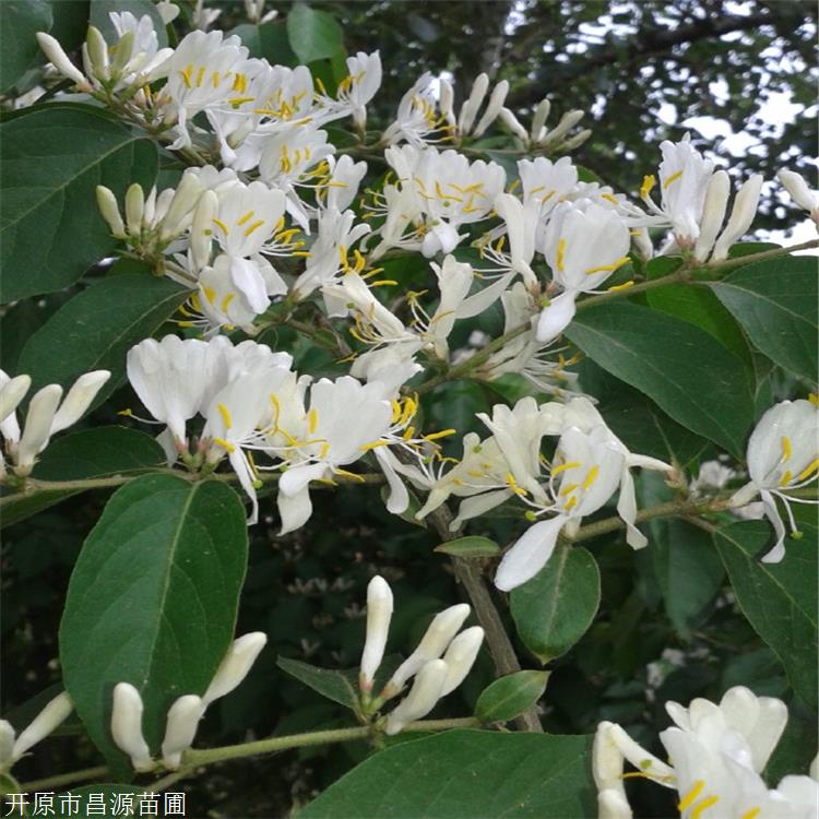 盐碱地种植苗 红花忍冬苗 忍冬小苗 可全国配