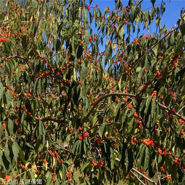 山地苗供应 红花忍冬苗 金银忍冬基地 长春绿化树苗