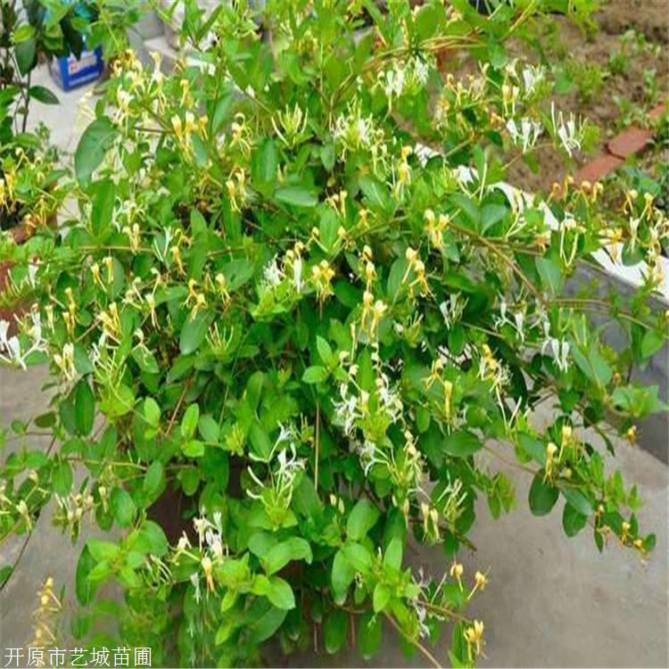 四平市红花忍冬苗金银忍冬常植于庭院小区艺城苗圃