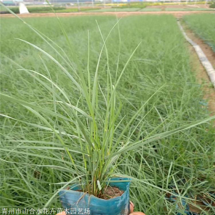 粉黛乱子草苗 粉黛乱子草小苗 山合水花卉 用于组团种植