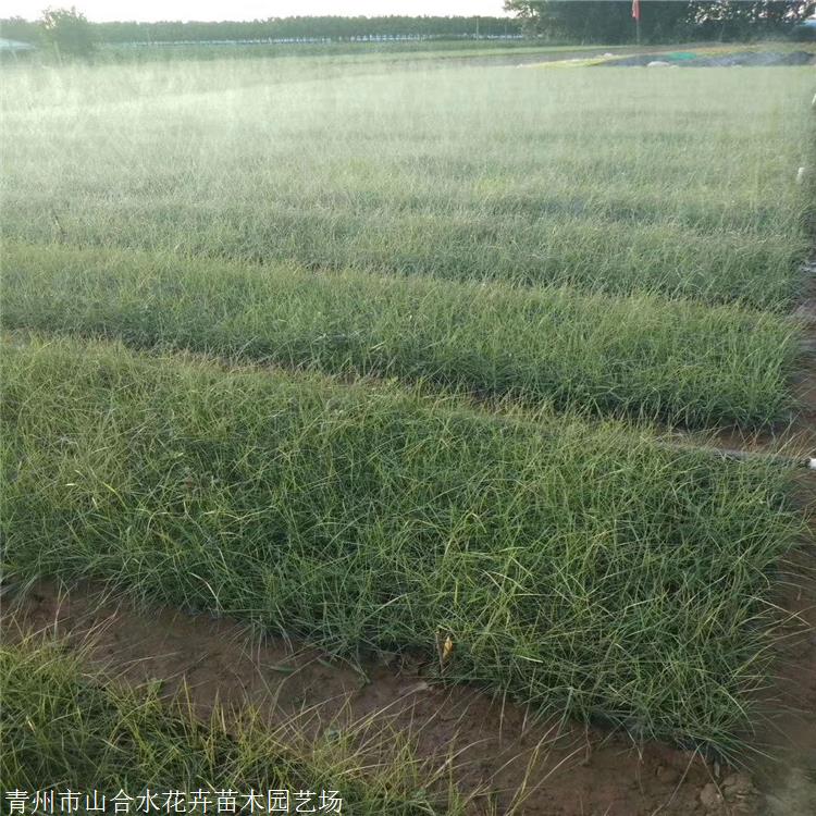 雞西粉黛亂子草苗現(xiàn)貨銷售 山東青州山合水粉黛亂子草花海