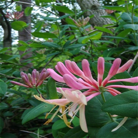 双鸭山市红花忍冬苗金银木供应园林绿化树种艺城苗圃