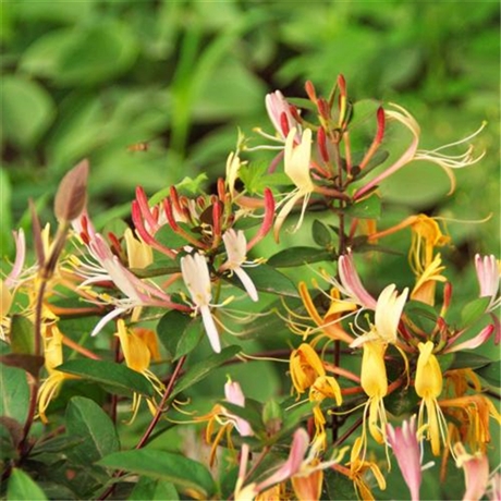 双鸭山市红花忍冬苗金银木供应园林绿化树种艺城苗圃