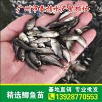 肇庆鲫鱼苗求购 大白鲫鱼苗行情 渔场