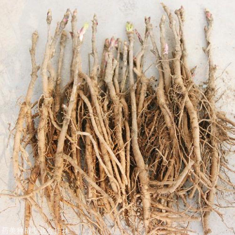 油用牡丹苗供应1到5年牡丹苗