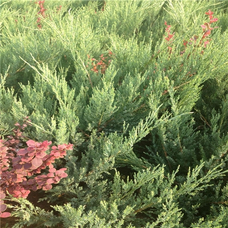 沙地柏20公分沙地柏价格艺城苗圃辽宁绿化柏树苗