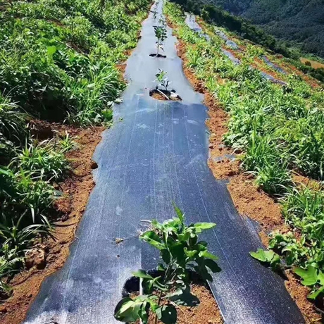 四川防草布批发价格 防草布一米多少钱 防草布厂家 除草布价格