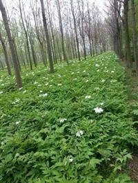 油用牡丹种苗牡丹种植技术