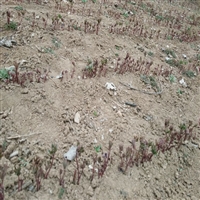 油用牡丹苗几年能开花牡丹种植技术