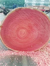 东南亚红椿原木  大径 可挑