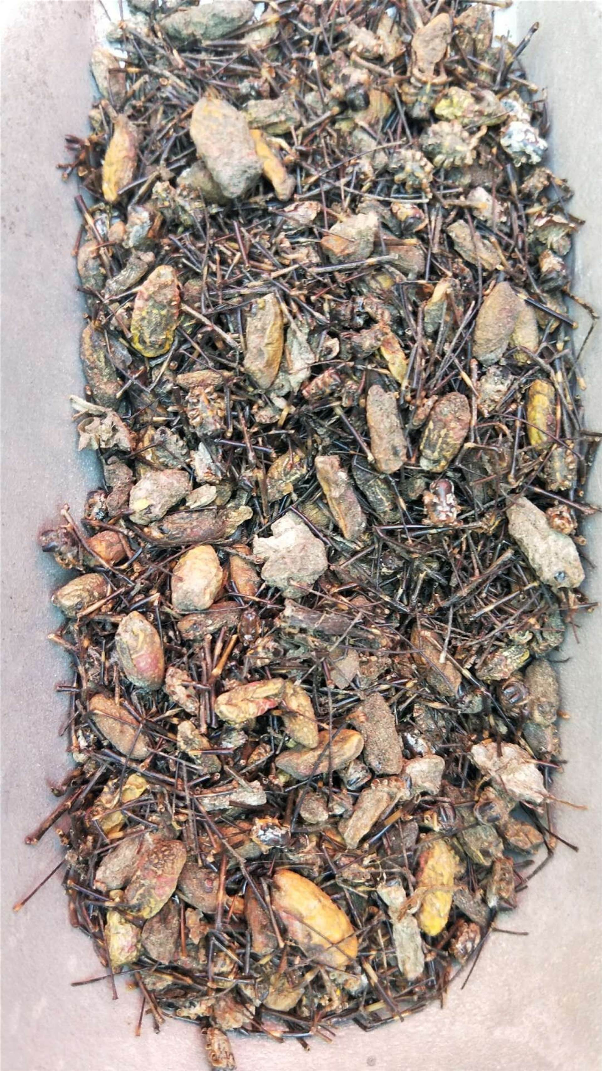 冷备药材野西瓜的功效与作用