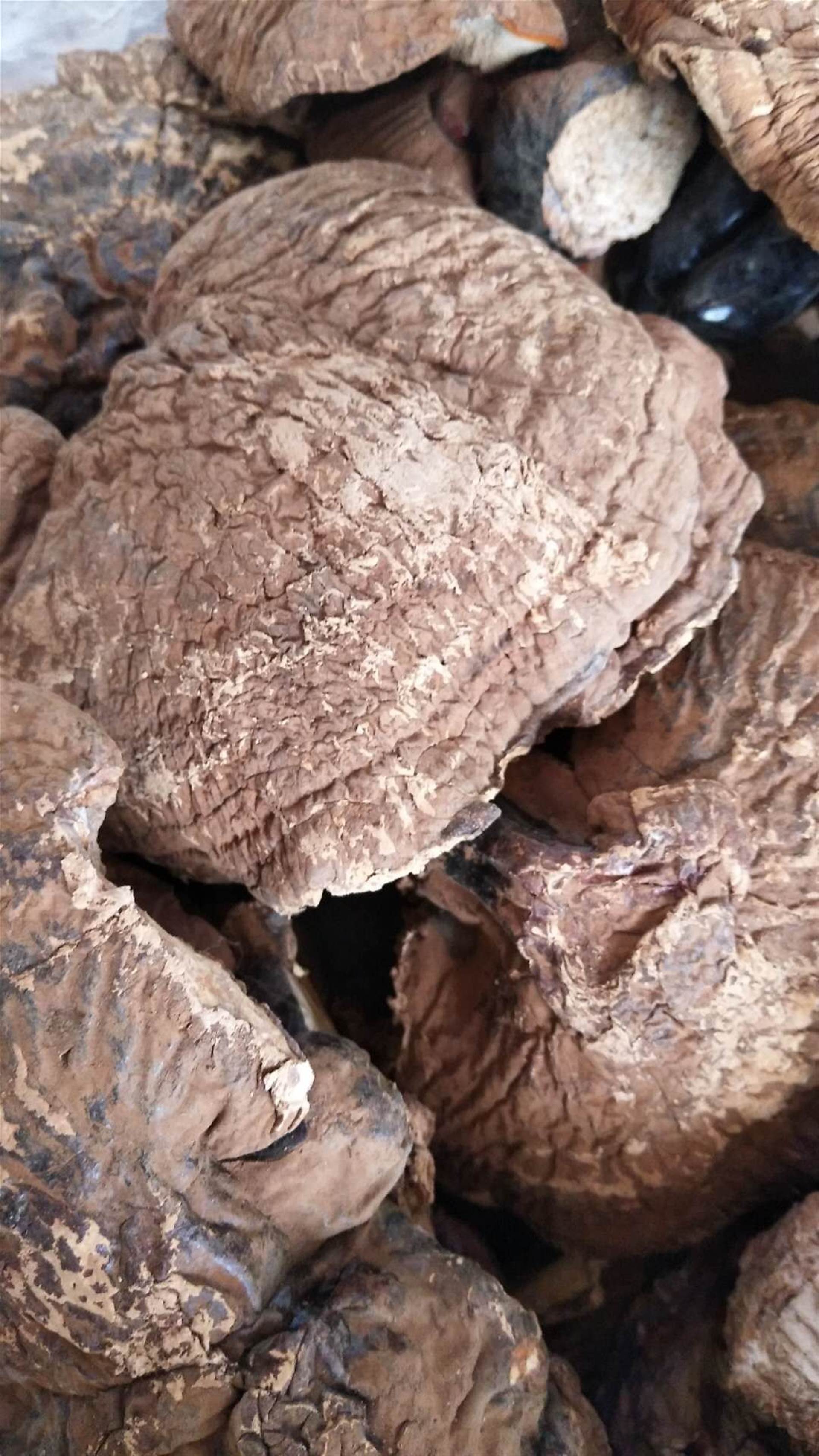 芦阳芝一斤价格 中药材批发庐阳芝