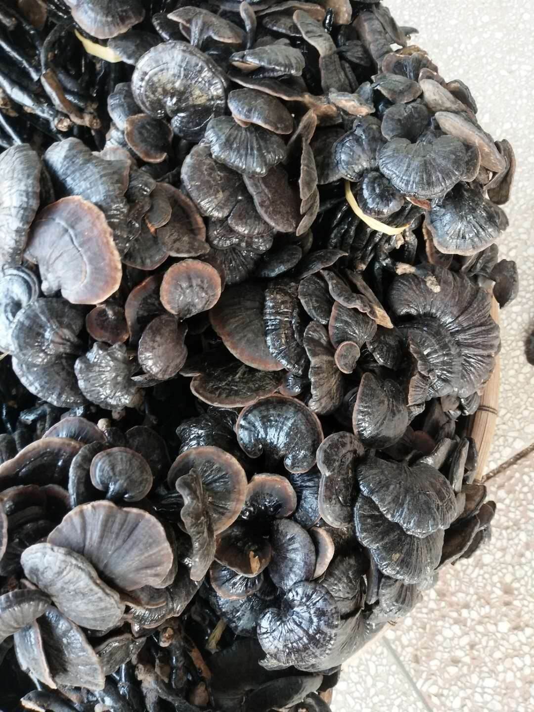 中药材批发芦阳芝 芦阳芝的价格