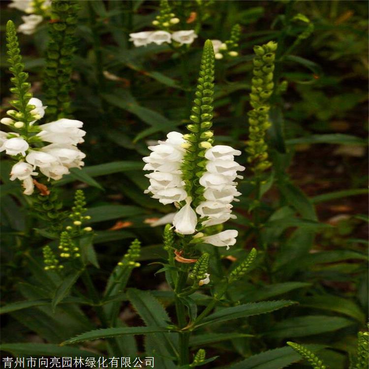 厂家花卉推荐 假龙头草花 随意草苗 销售厂家电话