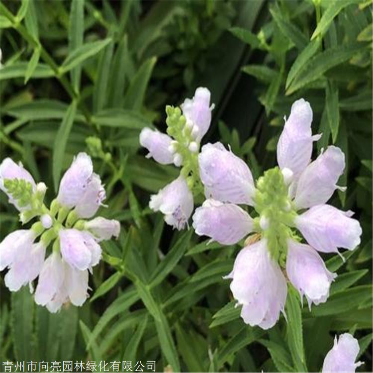 基地多色供应 假龙头基地 囊萼花 多年生草本植物