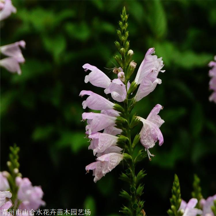 假龙头草花 山合水花卉 假龙头小苗 中国气候型冷凉型植物