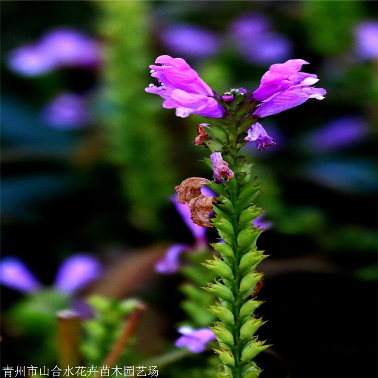 假龙头草花 山合水花卉 假龙头小苗 中国气候型冷凉型植物