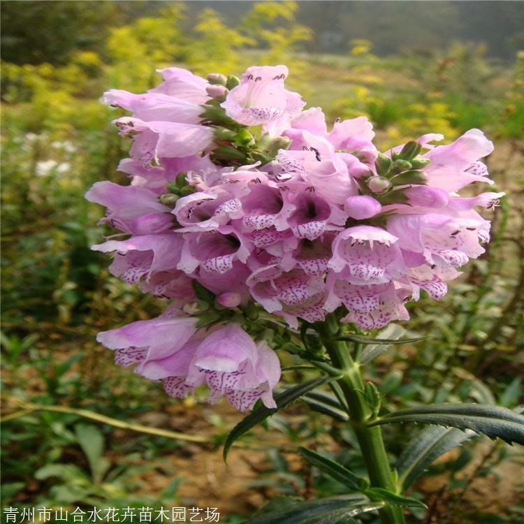 假龙头草花 山合水花卉 假龙头小苗 中国气候型冷凉型植物